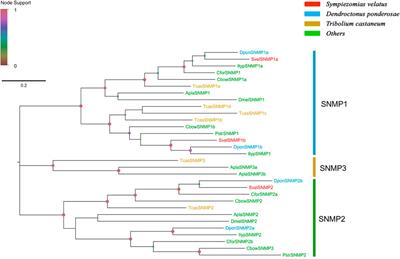 Candidate Chemosensory Genes Identified in the Adult Antennae of Sympiezomias velatus and Binding Property of Odorant-Binding Protein 15